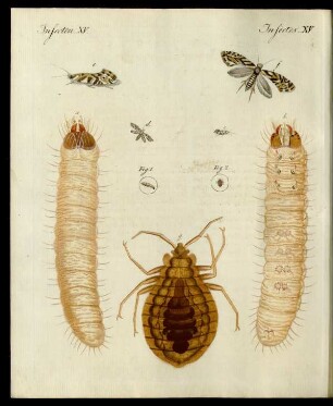 Schädliche Insecten.