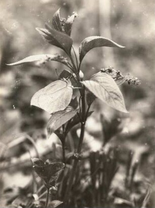 Zitronenfalter (Gonoteryx rhamni L.). Falter