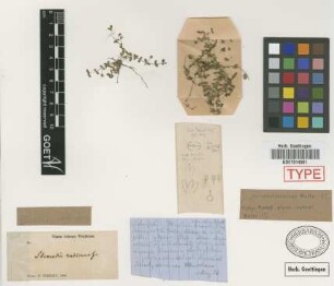 Stemodia radicans Griseb.[type]