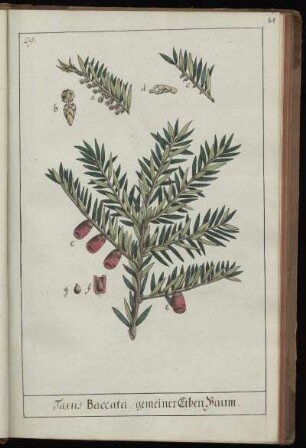 29. Taxus Baccata, gemeiner EibenBaum
