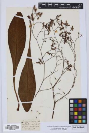Limonium