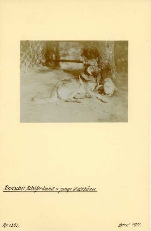 Rochlitzer Berg. Deutscher Schäferhund und junge Waldkäuze