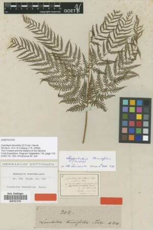 Lonchitis tenuifolia G.Forst. [type]