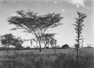 Savanne : Büsche und Gräser in der Savanne Tansanias