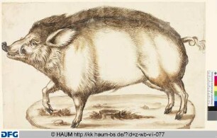 Wildschwein