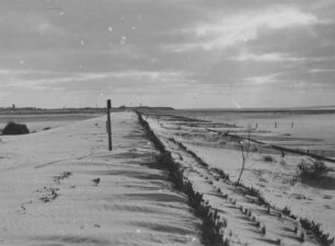 Tüskendördamm Borkum