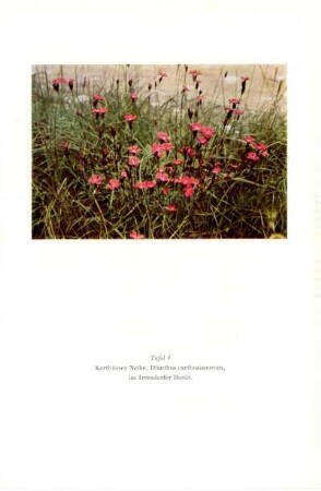 Taf. 4. Karthäuser Nelke, Dianthus carthusianorum