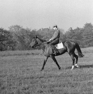 Gangarten des Pferdes. Jockey beim leichten Traben im Moritzburg