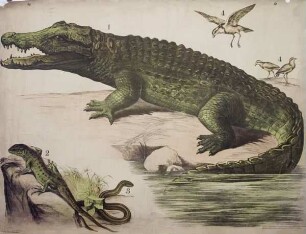 Das Nilkrokodil (crocodilus niloticus), Die Eidechse (Lacerta agilis), Die Blindschleiche (Anguis fragilis)