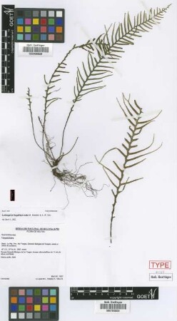 Lellingeria flagellipinnata M.Kessler & A.R.Sm. [paratype]