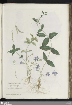 La Petit Pervenche