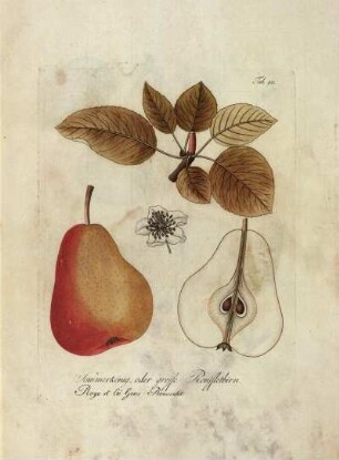 Tab. 90. Sommerkönig, oder grosse Roussletbirn [...]