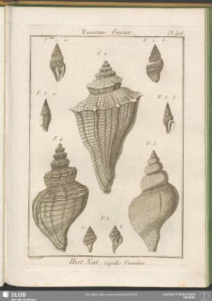 Pl. 426. Fuseau. Fusus
