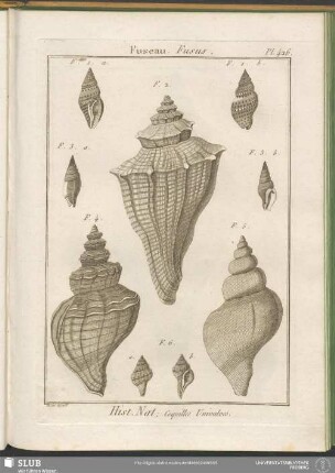 Pl. 426. Fuseau. Fusus