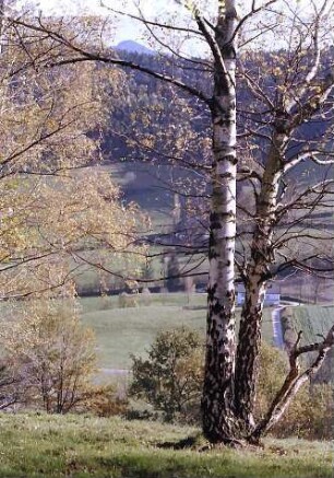 Birke im Herbstlicht bei Kirchzarten