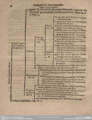 Caput VI. De Plantis.