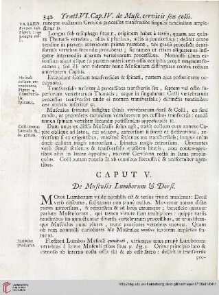 Caput V: De Musculis Lumborum et Dorsi
