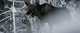 Der wilde Wald - Natur Natur sein lassen