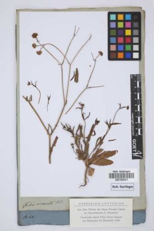Fedia coronata Vahl