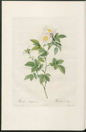 Rosa Andegavensis. Rosier d'Anjou. Chapuy sculp.