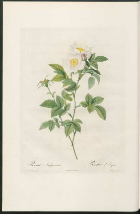 Rosa Andegavensis. Rosier d'Anjou. Chapuy sculp.