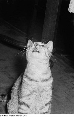 Katze, nach oben sehend