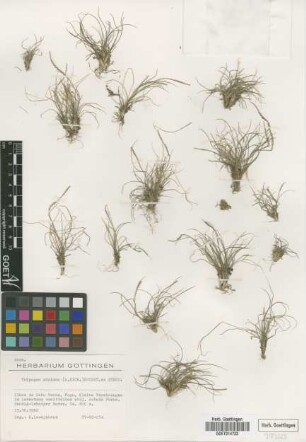 Tripogon minimus (A.Rich.) Hochst. ex Steud.