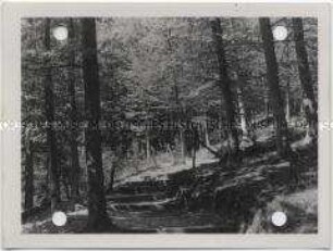 Labes, Wald