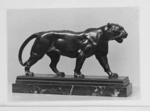 Schreitender Tiger