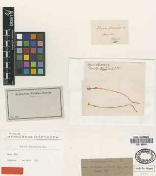 Voyria flavescens Griseb. [isolectotype]
