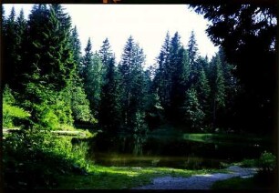 Bödele: Bödele Moorsee im Tannenwald