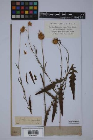 Centaurea salmantica L.