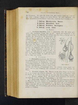 7. Gattung. Bisamhyacinthe. Muscari. 8. Gattung. Meerzwiebel. Scilla. 9. Gattung. Milchstern . Ornitholagum.