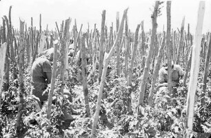 Plovdiv: landwirtschaftliche Versuchsanstalt, Mädchen in Tomatenkulturen