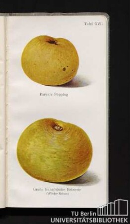 Tafel XVII. Parkers Pepping und Graue französische Reinette (Winter-Rabau).