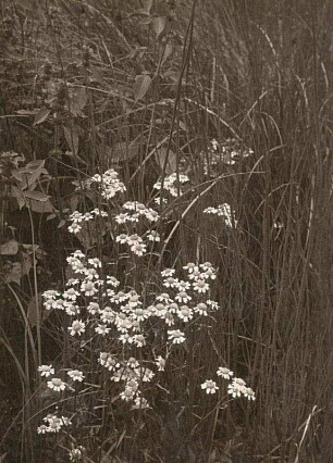 Bertramsgarbe oder Sumpfgarbe (Achillea ptarmica)