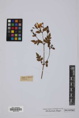 Jasminum