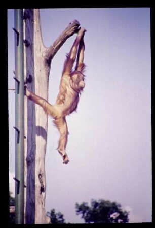 Zoo Orang-Utan 28.7.62.