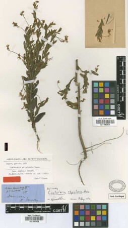 Crotalaria stipularia Desv. var. Griseb. sericea[type]