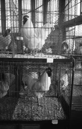 Geflügelschau des Landesverbands der badischen Rassegeflügelzüchter in der Schwarzwaldhalle.