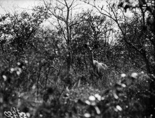 Weiblicher Kudu : Weiblicher Kudu zwischen hohen Gräsern im Nationalpark.