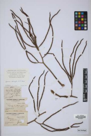 Geonoma interrupta (Ruiz & Pav.) Mart.