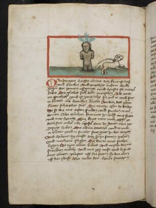 Kräuterpflanze, - wurzel, Hund: Mandragora ( Mandragora officinarum / Loanaceae) / Alraunwurzel; (aus Konrads von Megenberg "Buch der Natur")
