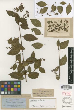 Chiococca racemosa Jacq. var. jacquiniana Griseb.