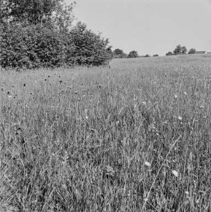 Wiese : Oberlausitz. Landschaft mit Wiese