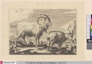 [Ziegen, nach rechts gedreht; Goats Turned to the Right]