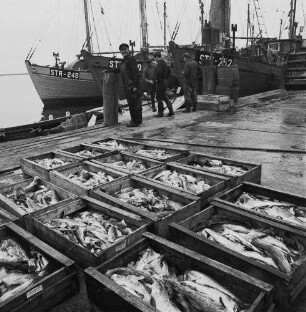 Fischereigenossenschaft Stralsund (FGS). In Kisten sotierter Fang am Kai im Hafen