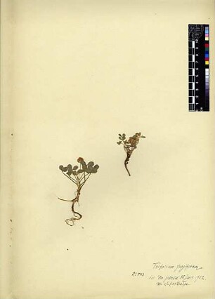 Leguminosae Trifolium fragiferum Linné, Carl von (1707 - 1778) [Yarud]