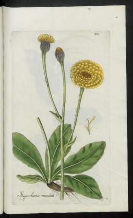 530. Hypochaeris maculata