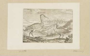 Reiher und Schnepfe, Blatt 6 der Folge "Vögel"